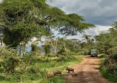 famille phacochere ngorongoro tanzanie