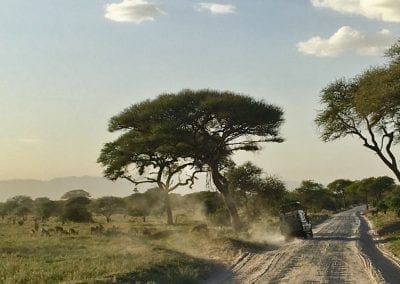 safari tarangire tanzanie