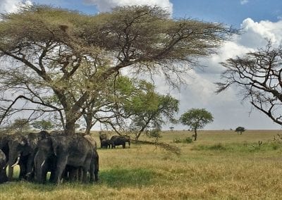 groupe elephants serengeti