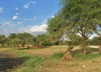 safari tarangire tanzanie