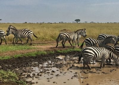 zebres serengeti tanzanie